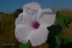 Ipomoea carnea subsp. fistulosa